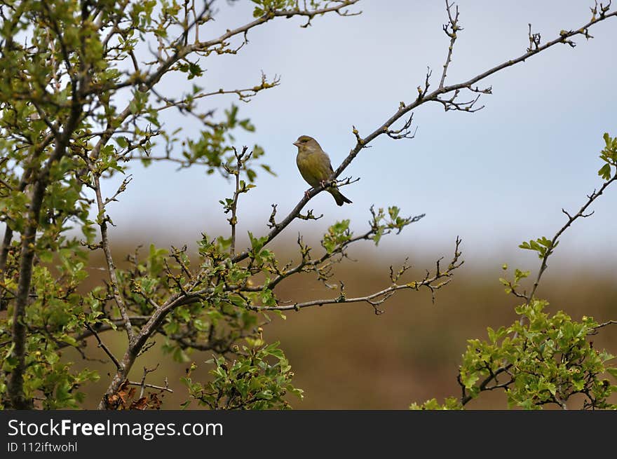 Greenfinch (Carduelis chloris) on the Gnitz peninsula on the Achterwasser on Usedom on the Baltic Sea