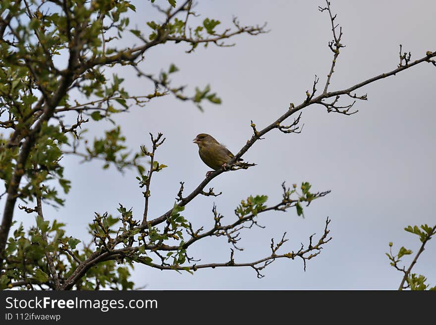 Greenfinch (Carduelis chloris) on the Gnitz peninsula on the Achterwasser on Usedom on the Baltic Sea