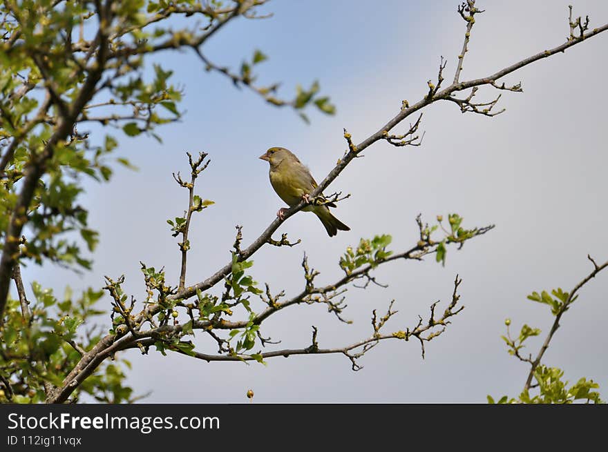 Greenfinch (Carduelis chloris) on the Gnitz peninsula on the Achterwasser on Usedom on the Baltic Sea