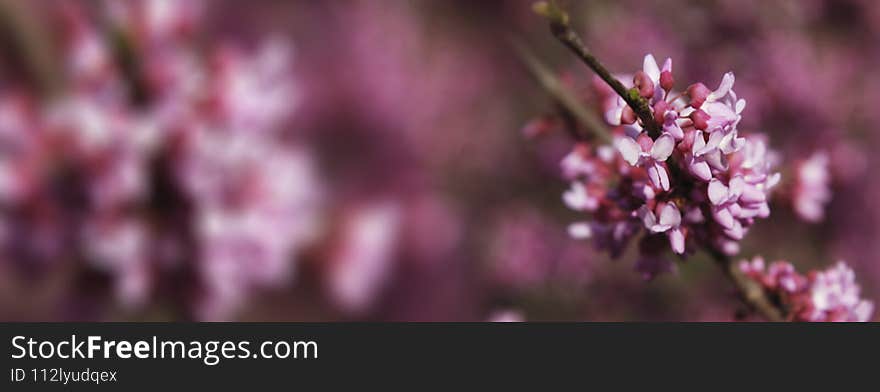 Spring banner. Beautiful spring pink flowers. Springtime, copy space