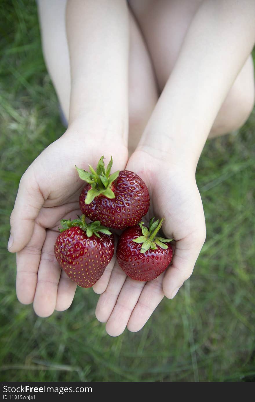 Two Children`s hands hold a handful of ripe red strawberries.