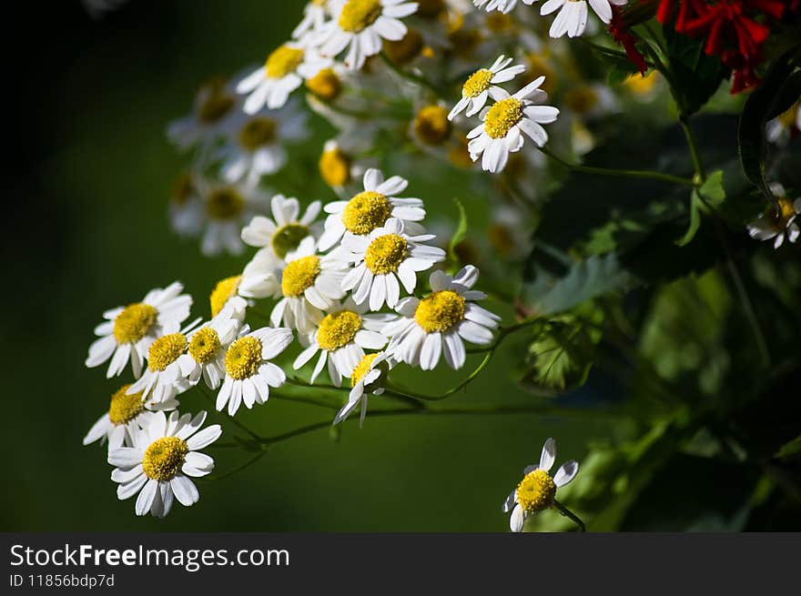 Blooming camomile, beautiful nature scene, summer background, selective focus