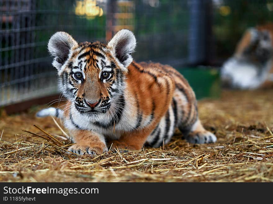 Little tiger cubs playing. young Tiger.