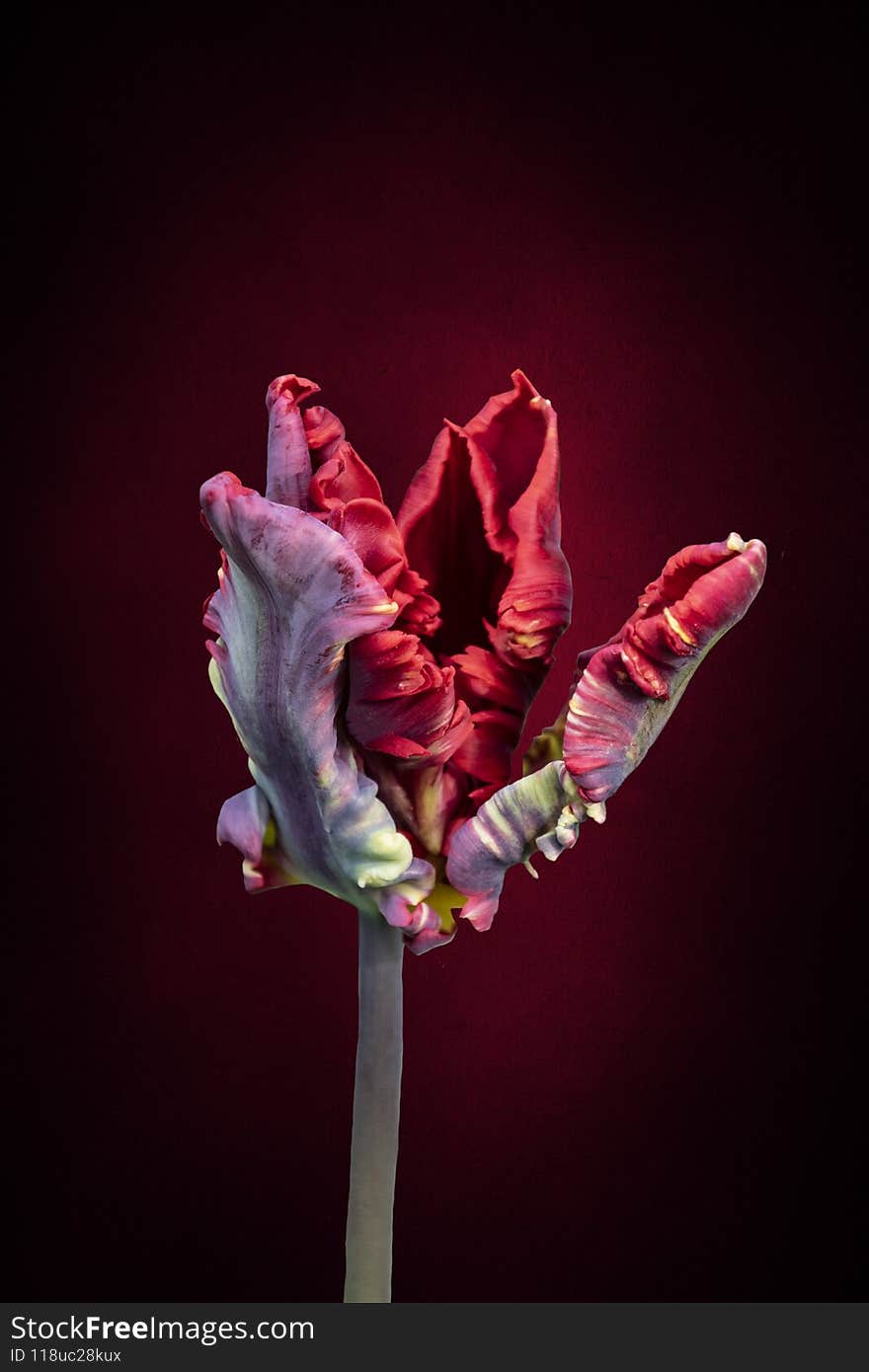 Red big dutch parrot tulip flower close up on dark red vintage background.