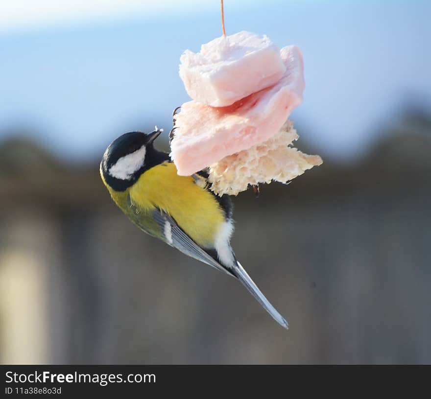 In winter, caring people feed the tits with lard. In winter, caring people feed the tits with lard