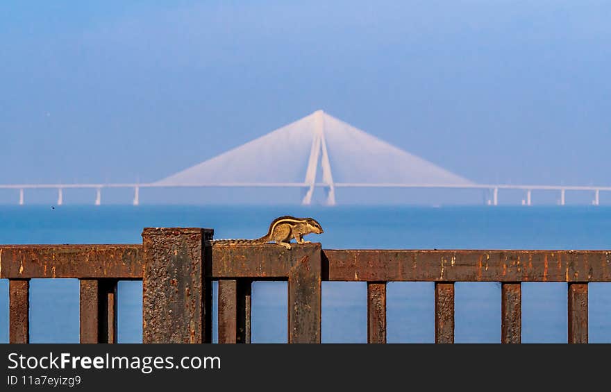 Squirrel with the backdrop of Bandra-Worli Sea Link