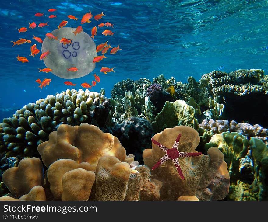 Underwater Scene With Coral Reef And Exotic Fishes