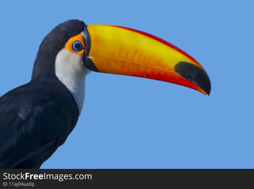 South American common or toco toucan, its scientific name is Ramphastos toco. South American common or toco toucan, its scientific name is Ramphastos toco