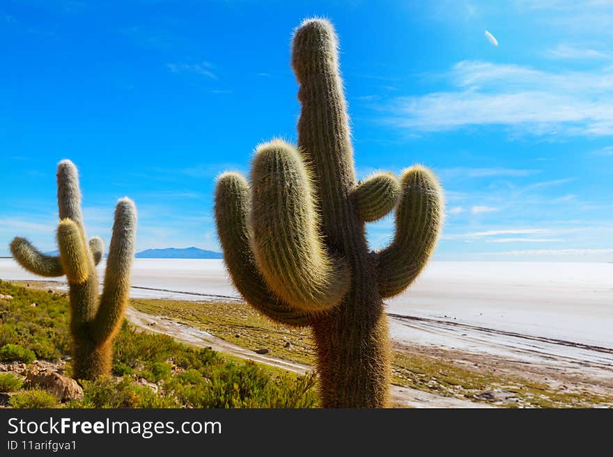 Big cactus on Incahuasi island, salt flat Salar de Uyuni, Altiplano, Bolivia. Unusual natural landscapes deserted solar travel South America. Big cactus on Incahuasi island, salt flat Salar de Uyuni, Altiplano, Bolivia. Unusual natural landscapes deserted solar travel South America