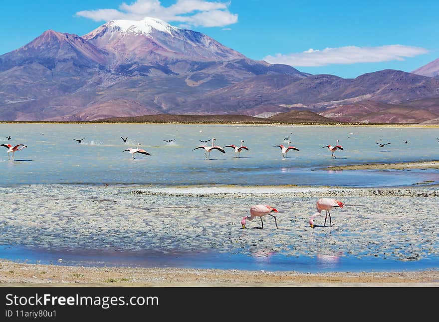 Flamingo in Bolivia