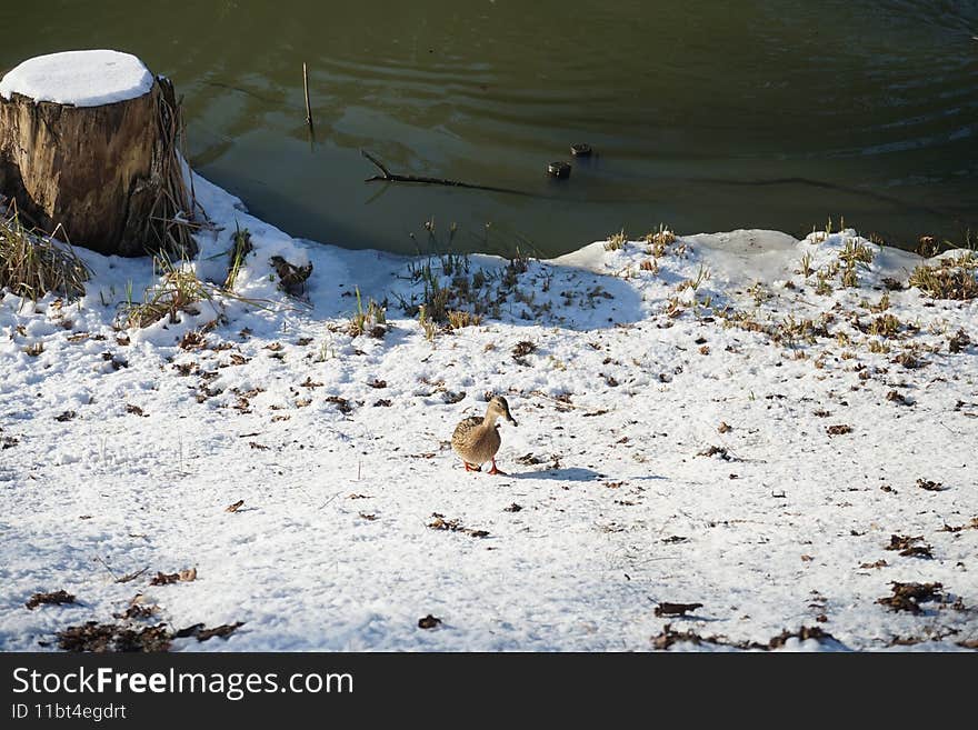 Magnificent vegetation under the snow in winter. Wild ducks living along the Wuhle river with snowy shores in February in Berlin, Germany. Magnificent vegetation under the snow in winter. Wild ducks living along the Wuhle river with snowy shores in February in Berlin, Germany