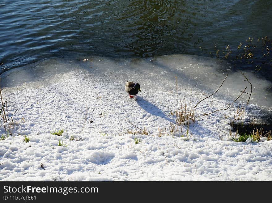 Magnificent vegetation under the snow in winter. Wild ducks living along the Wuhle river with snowy shores in February in Berlin, Germany. Magnificent vegetation under the snow in winter. Wild ducks living along the Wuhle river with snowy shores in February in Berlin, Germany