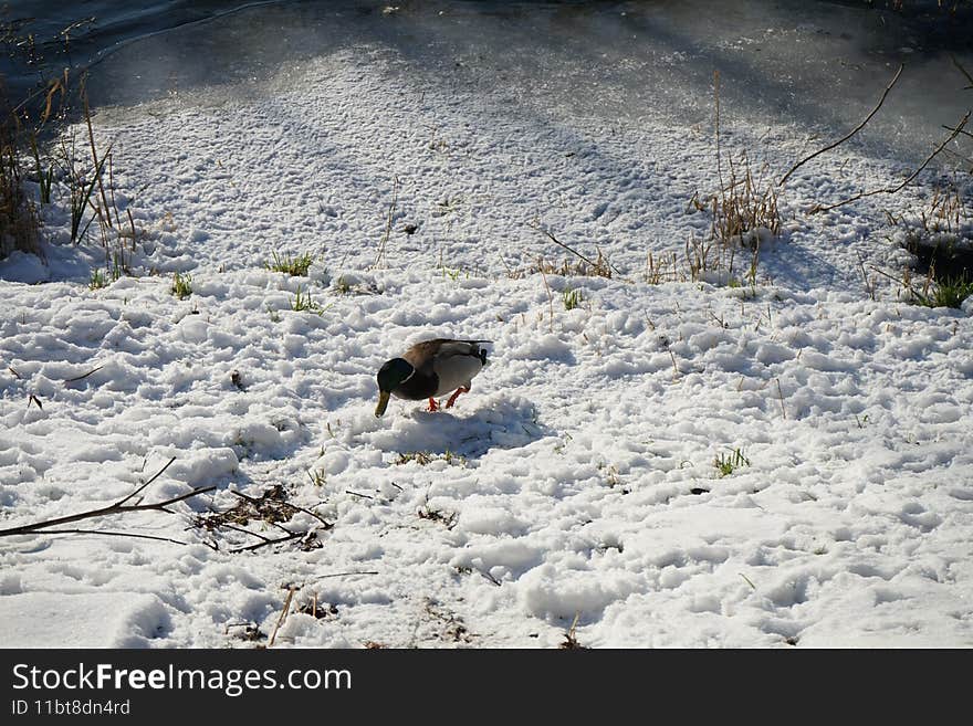 Magnificent vegetation under the snow in winter. Wild ducks living along the Wuhle river with snowy shores in February in Berlin, Germany. Magnificent vegetation under the snow in winter. Wild ducks living along the Wuhle river with snowy shores in February in Berlin, Germany