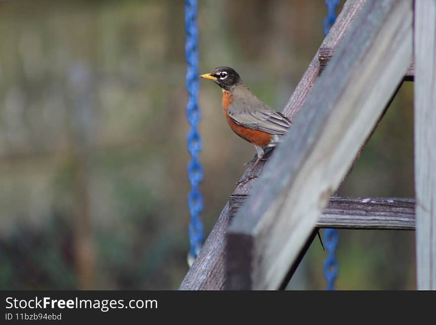 American Robin on stairs to playground