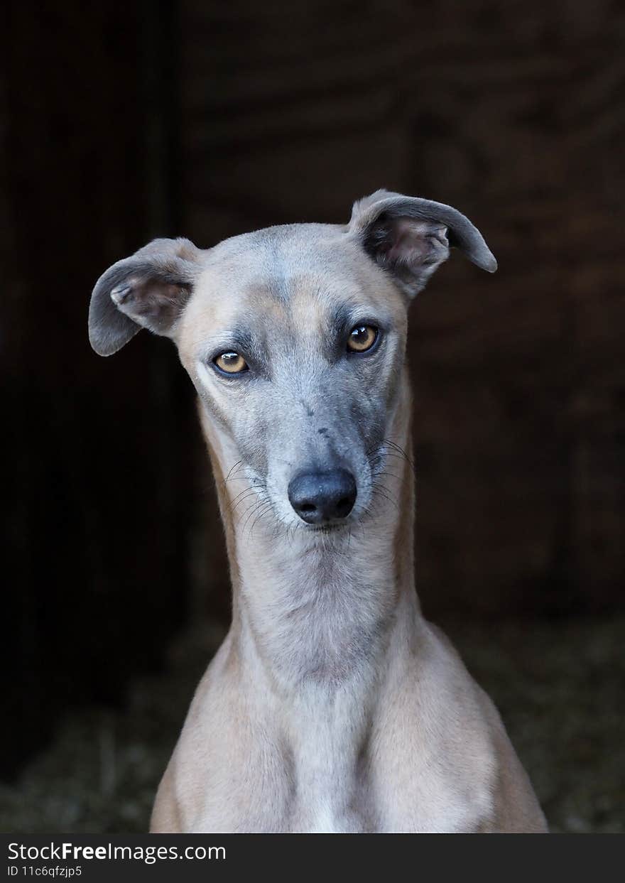 A head shot of a pretty Whippet against a black background. A head shot of a pretty Whippet against a black background
