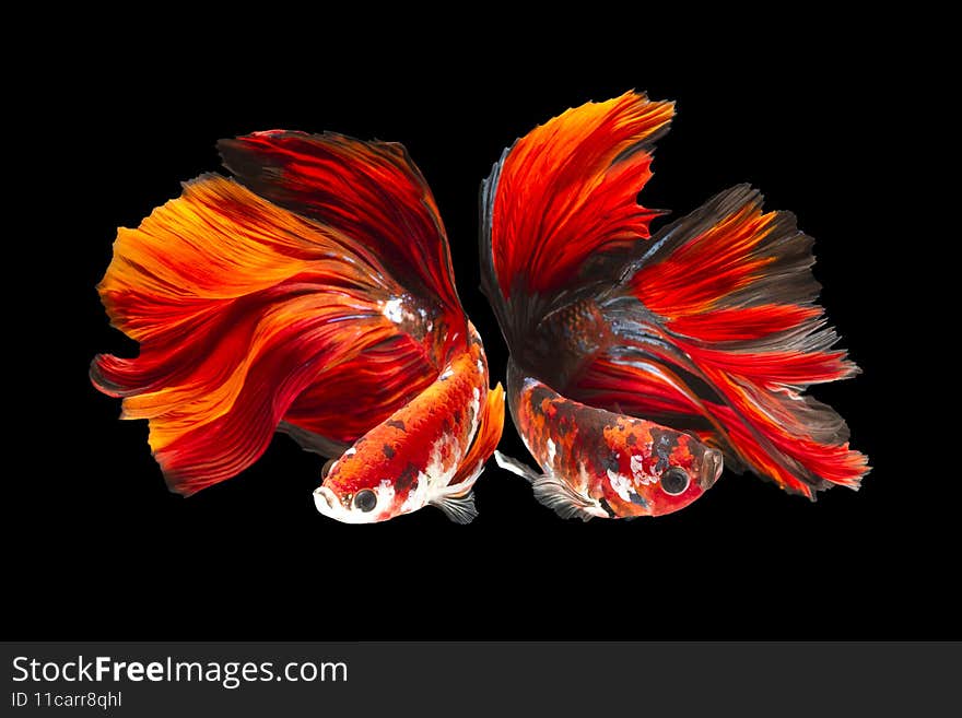Close up of siamese fighting bettafish. Close up of siamese fighting bettafish