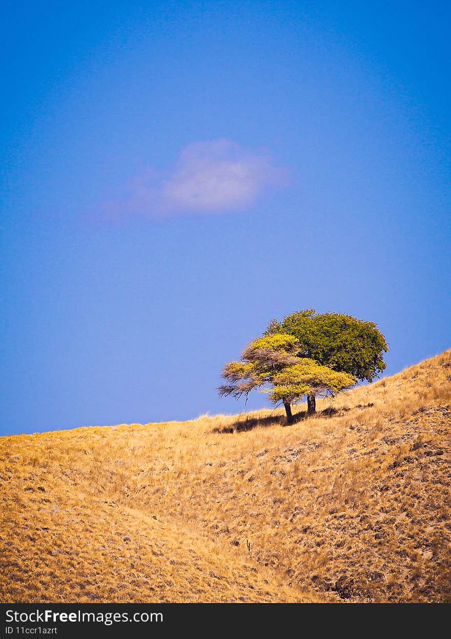 Alone tree in savana