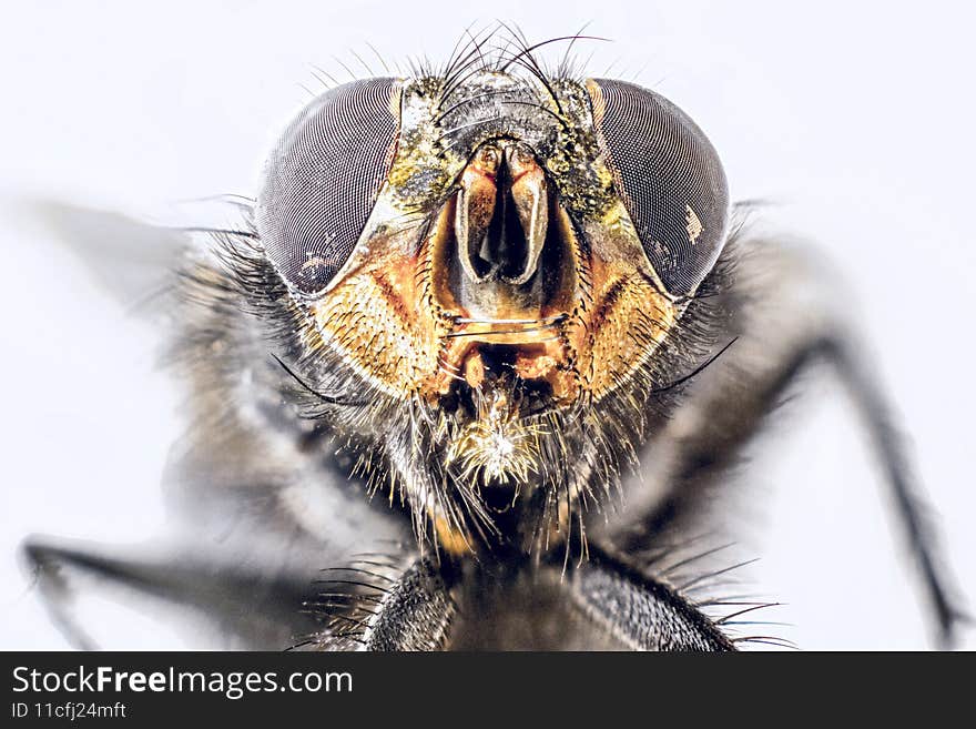 A macro shot of fly . Live housefly .Insect close-up. macro sharp and detailed fly compound eye surface. made with the