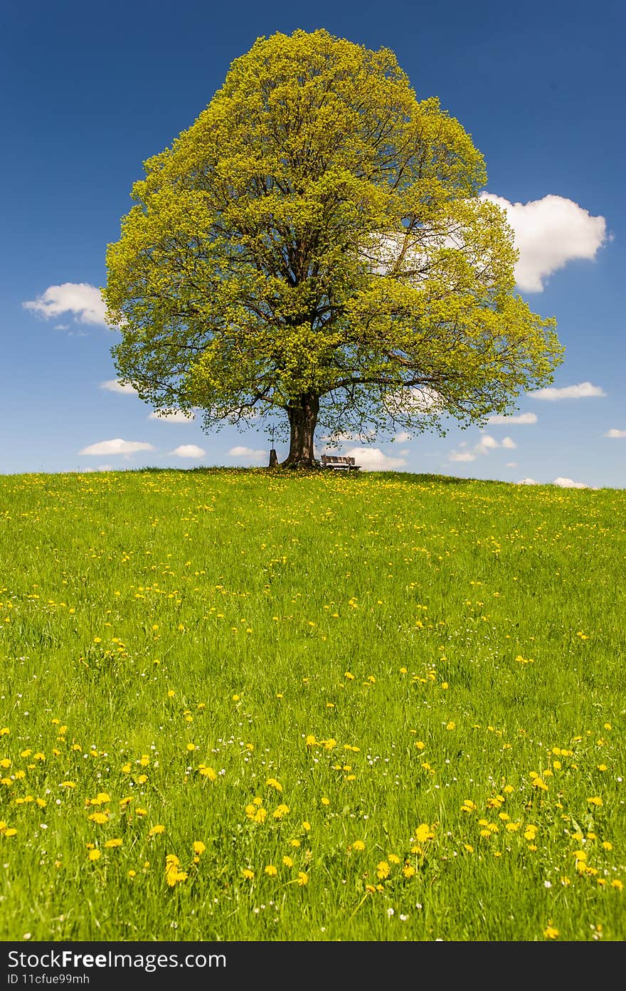 Single big linden tree at springtime in meadow