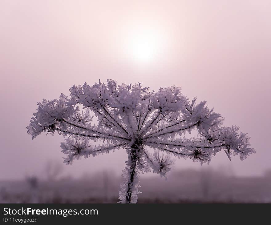 The field plant Heracleum is covered with white frost in winter in the fog. Meadow plant Heracleum. White fog. Winter season. Frosty weather. Cold climates. Sunlight. Snowy landscape