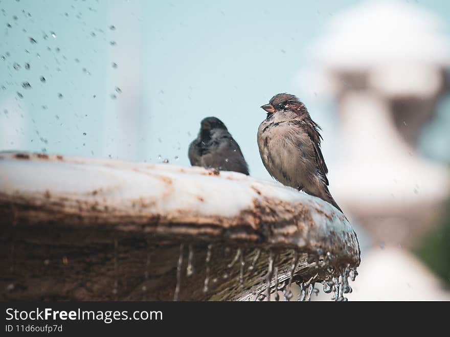 Birds cooling off in a fountain in a city.