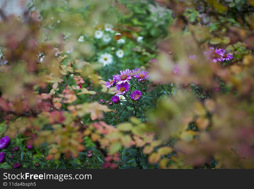 Autumn Aster in garden. Undersized varieties. Small garden Astra flowers. Group of Alpine asters. Autumn Aster in garden. Undersized varieties. Small garden Astra flowers. Group of Alpine asters