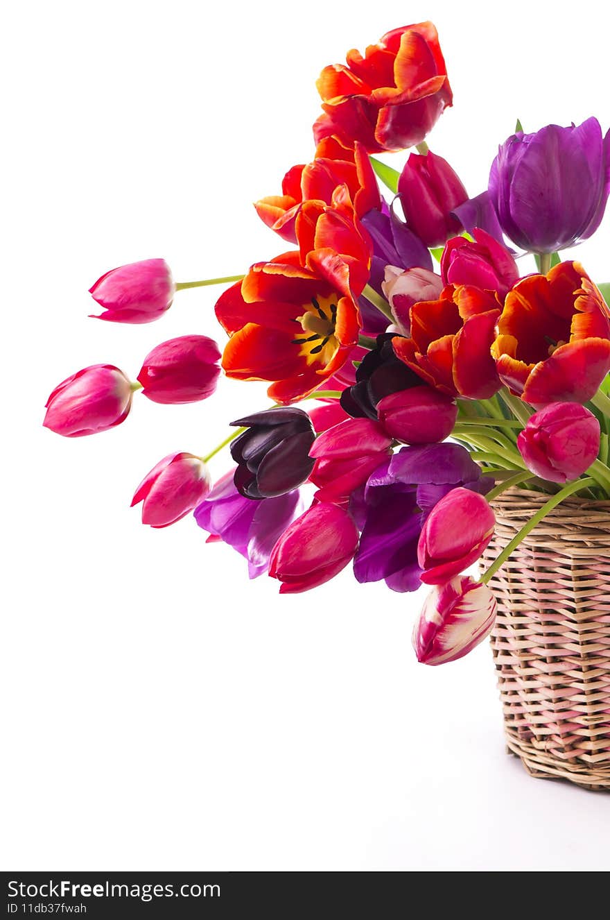 Spring color tulips in a bouquet with pink, red beautiful flowers isolated on white