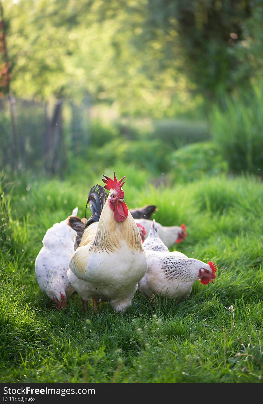 Rooster and Chickens. Free Range Cock and Hens birds