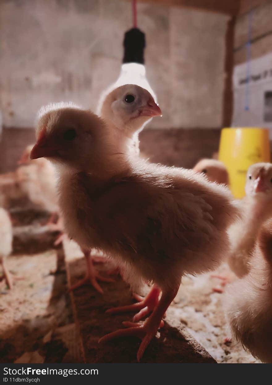 Ayam petelur  karang tanding