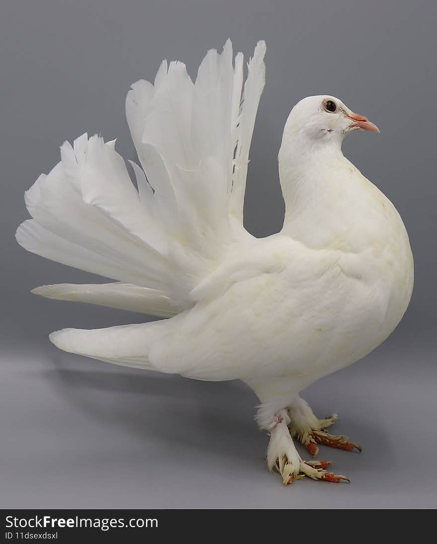 English Fantail pigeon, beautiful white pigeon  on grey background. English Fantail pigeon, beautiful white pigeon  on grey background
