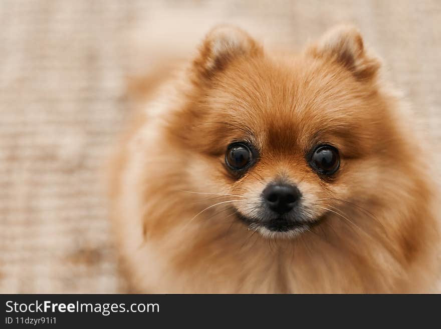 Funny pomeranian dog with happy face. Pomeranian spitz. Pom dog. Cute pets