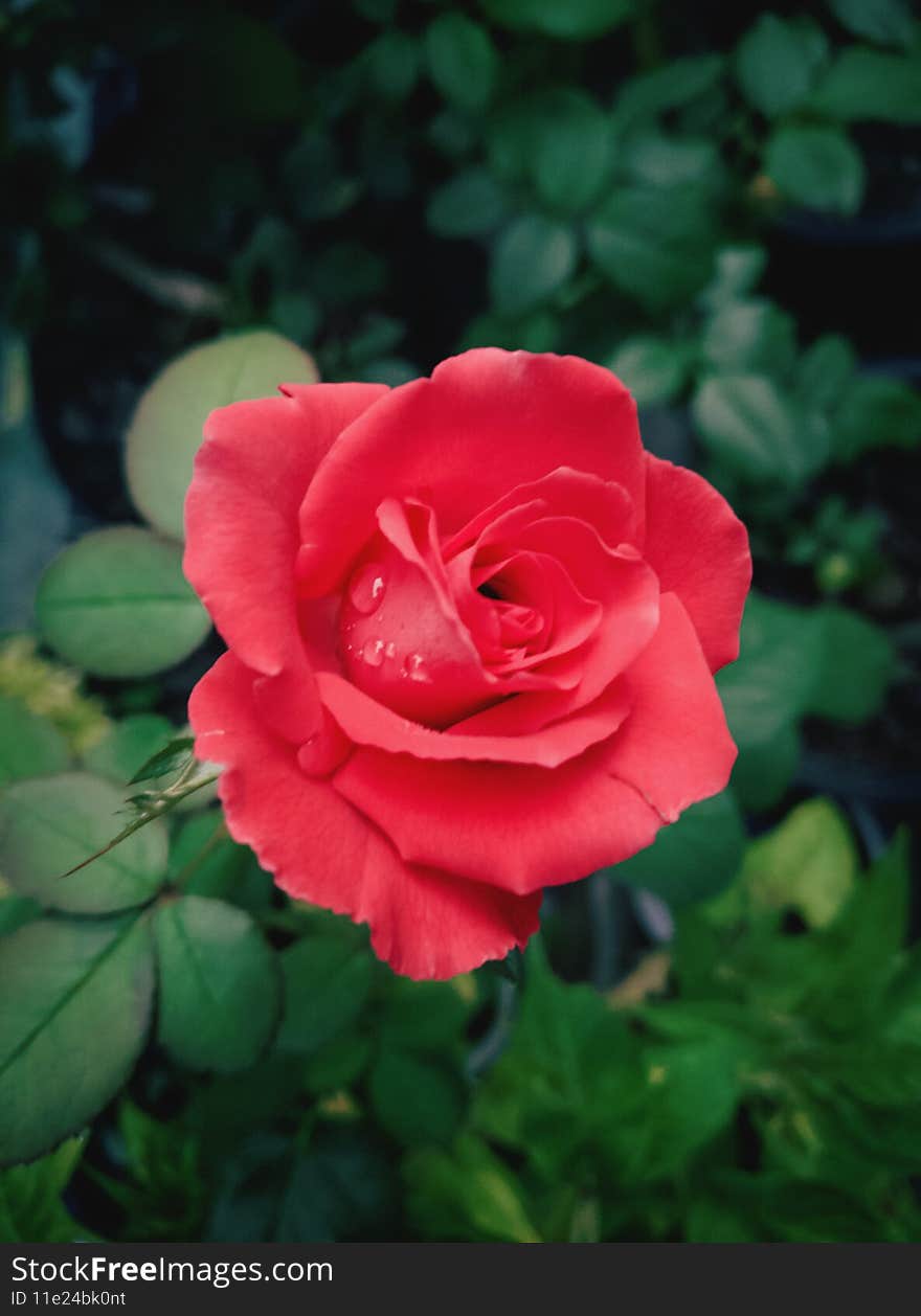 Blooming Tea Roses in a Coral Color. Red Hybrid tea rose or Veterans Horor. Blooming Tea Roses in a Coral Color. Red Hybrid tea rose or Veterans Horor