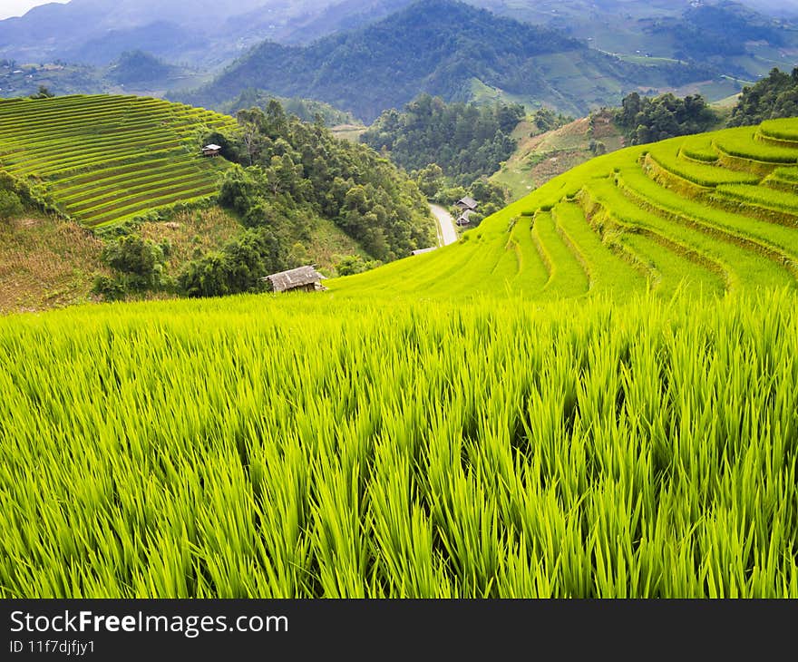 Typical landscape of terraced rice field in the mountains of Mu Cang Chai, Yen Bai Province, northern Vietnam