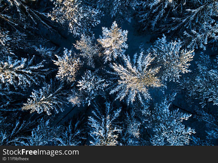 Aerial shot of a Spruce forest covered with snow during a cold sunrise