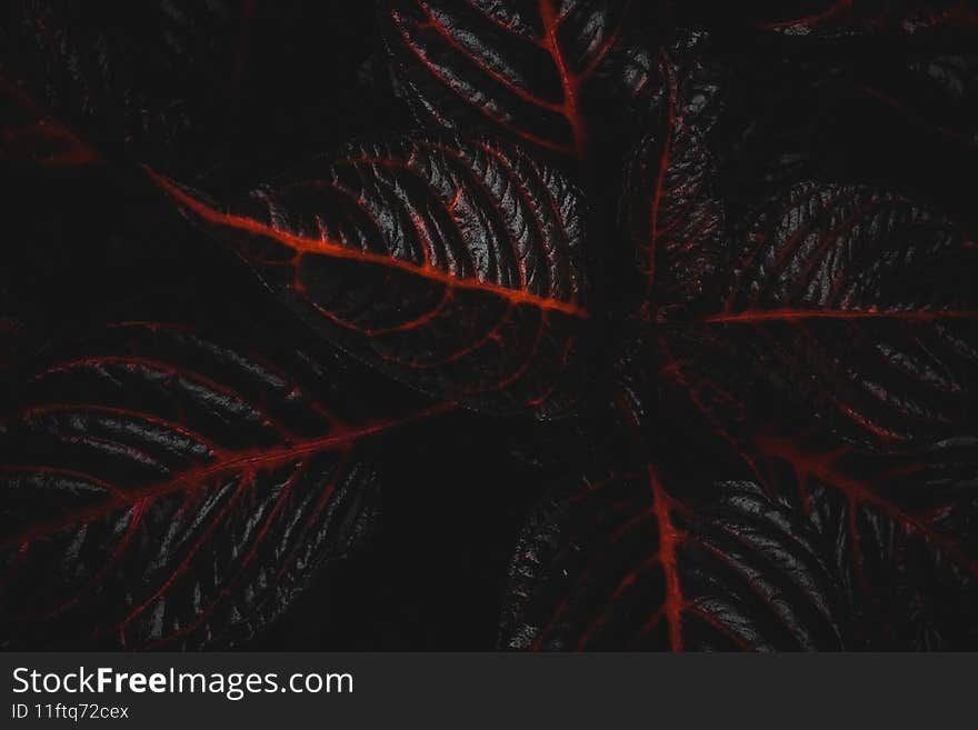 Red leaves with green chlorophytll