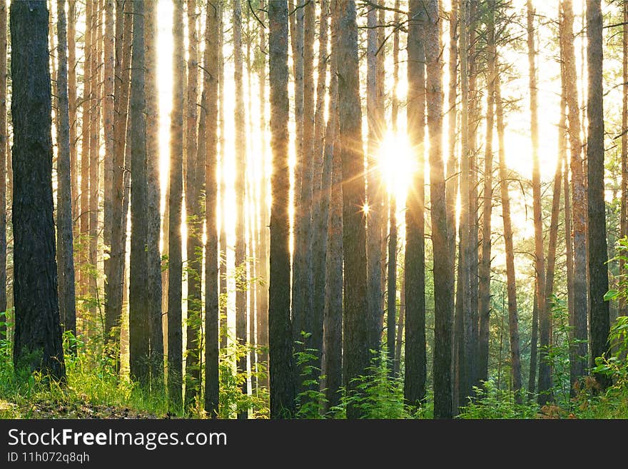 Sunset in the woods, nature background