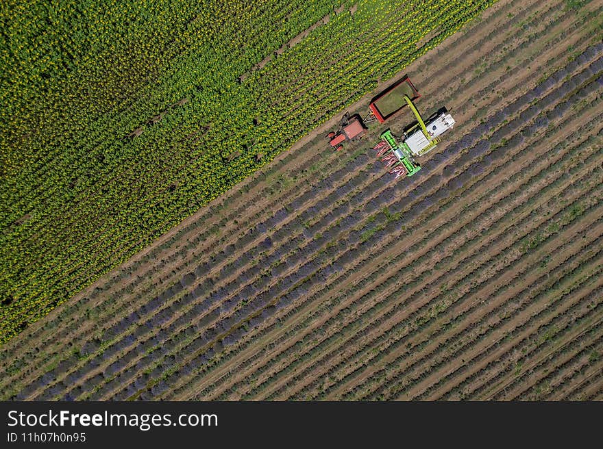 Aerial view of harvesting lavender field