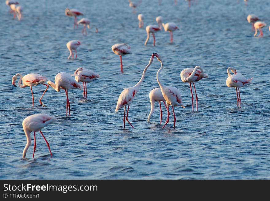 A flock of pink flamingos in their natural environment. Flamingos on the lake.  Kurgalzhinsky reserve. Kazakhstan.