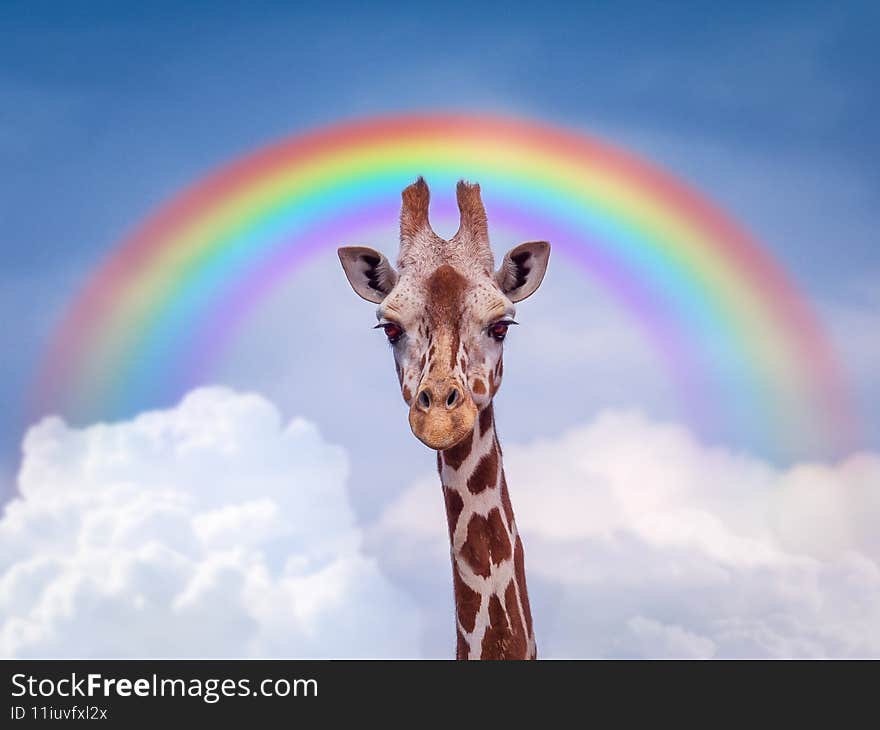 Giraffe - Wildlife Background from Africa - Blue brilliance and Rainbow beauty. Giraffe - Wildlife Background from Africa - Blue brilliance and Rainbow beauty