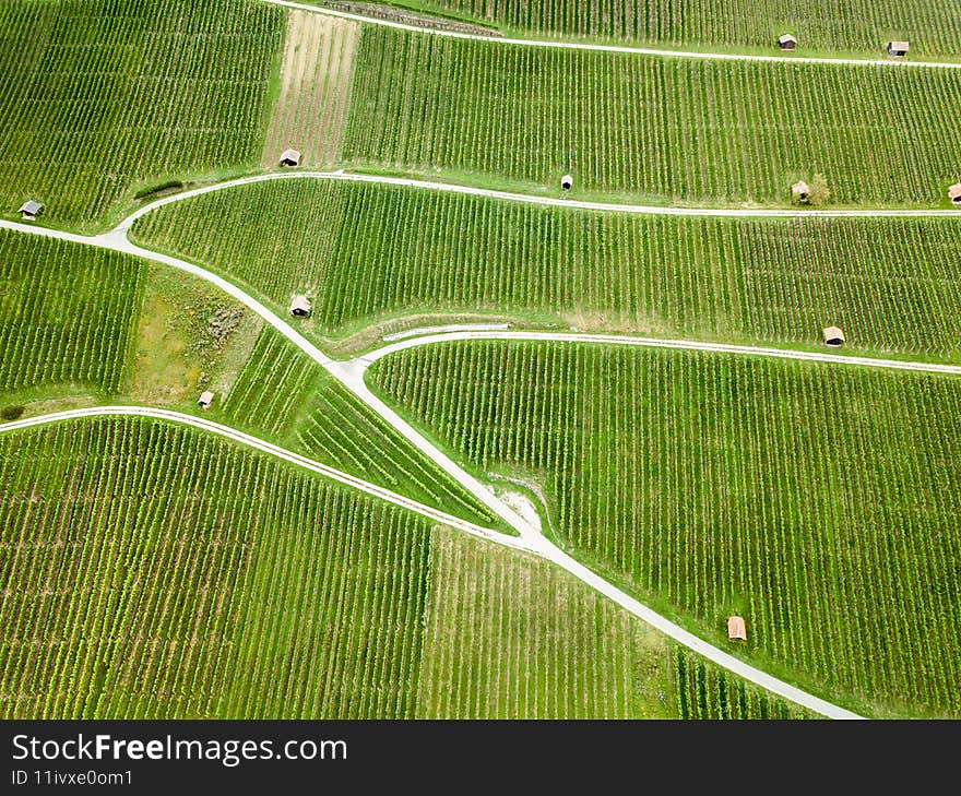 Aerial drone image of vineyard in summer time with beautiful patterns