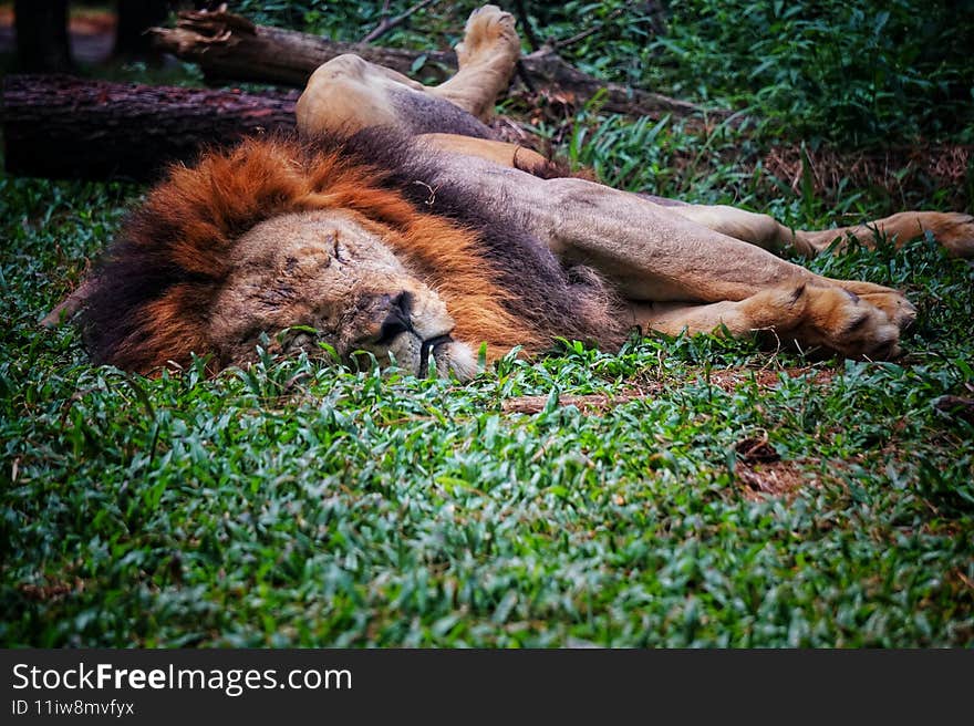 The king of the jungle is taking a nap