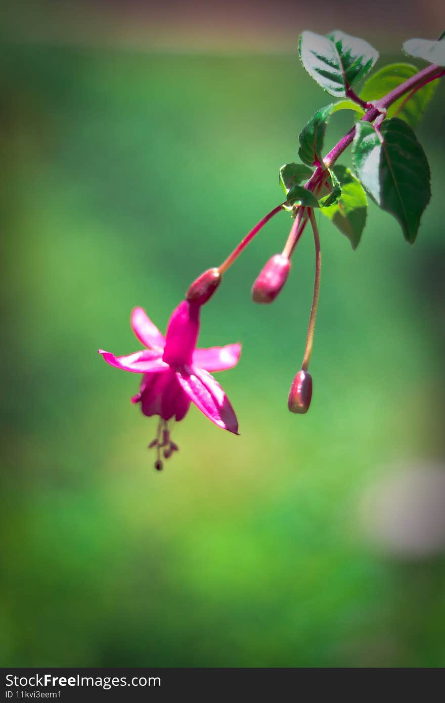 Macro Flower Image With Blur Background