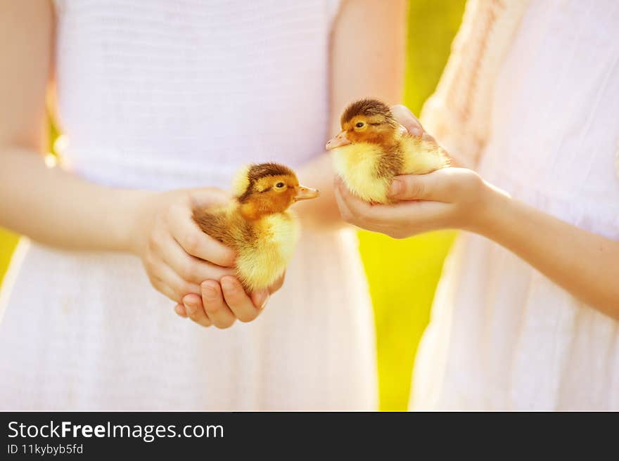Cute little ducklings in girls hands outdoor. Summer time