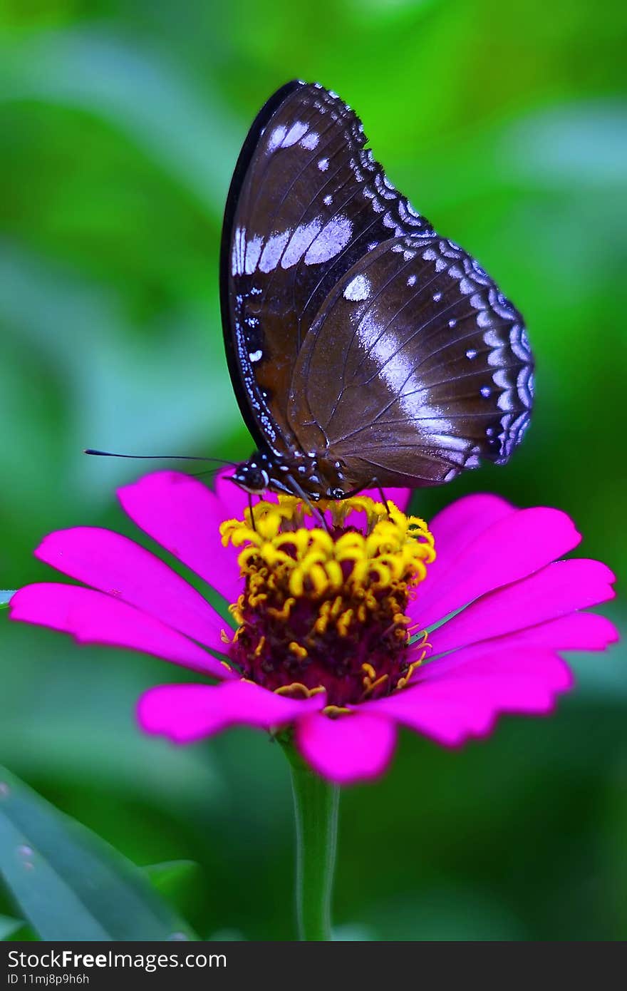 Insects help in the pollination of flowers. Location Banjar, West Java, Indonesia. Insects help in the pollination of flowers. Location Banjar, West Java, Indonesia
