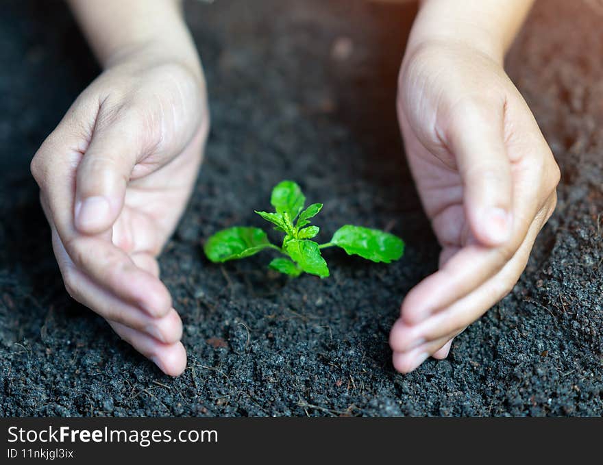 Plant in holding hand concept go green save the world