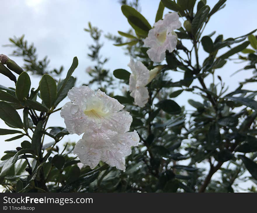 Spring in Lihue on Kauai Island, Hawaii.