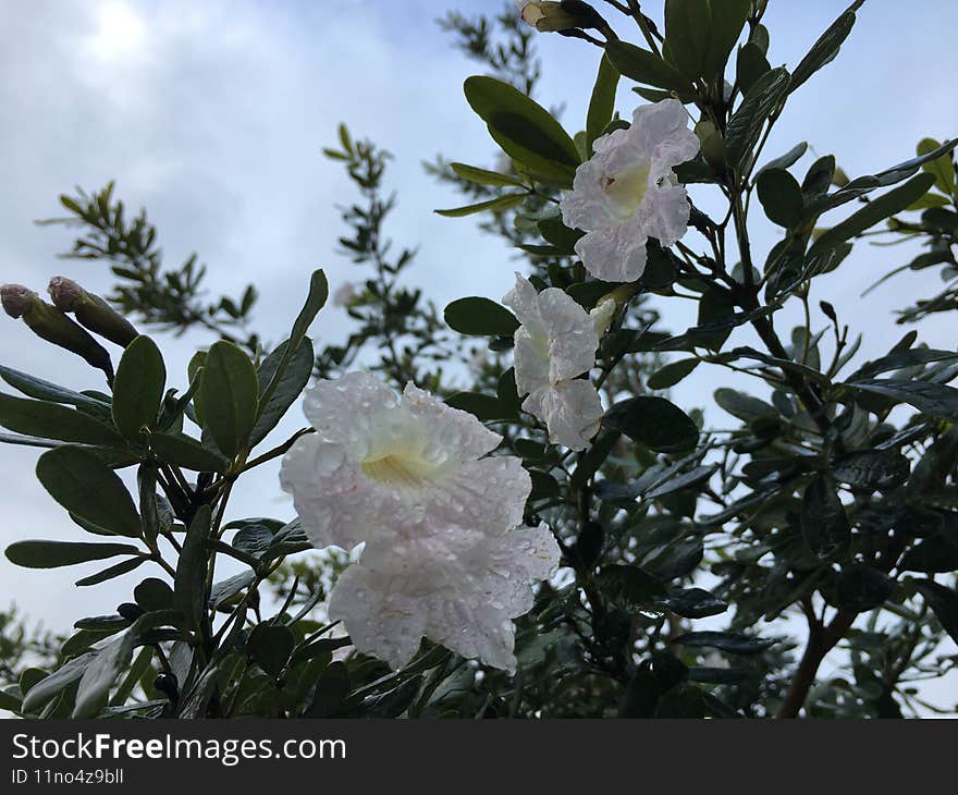 Spring in Lihue on Kauai Island in Hawaii.