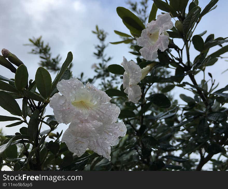 Spring In Lihue On Kauai Island, Hawaii.