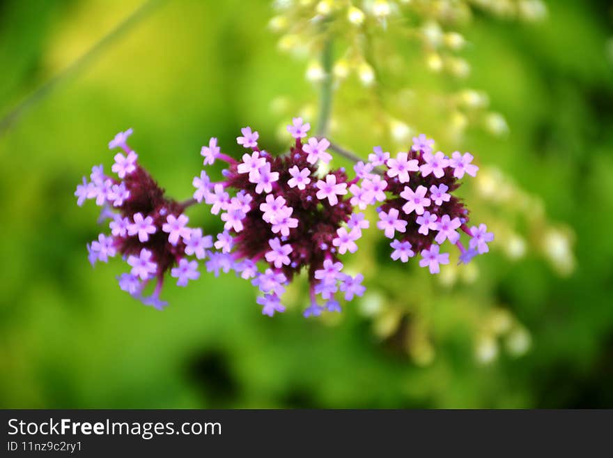bright delicate thorny wildflowers by the road. bright delicate thorny wildflowers by the road