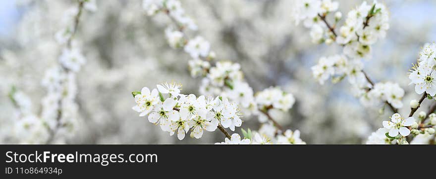 plums or prunes bloom white flowers in early spring in nature. selective focus. banner. flare.